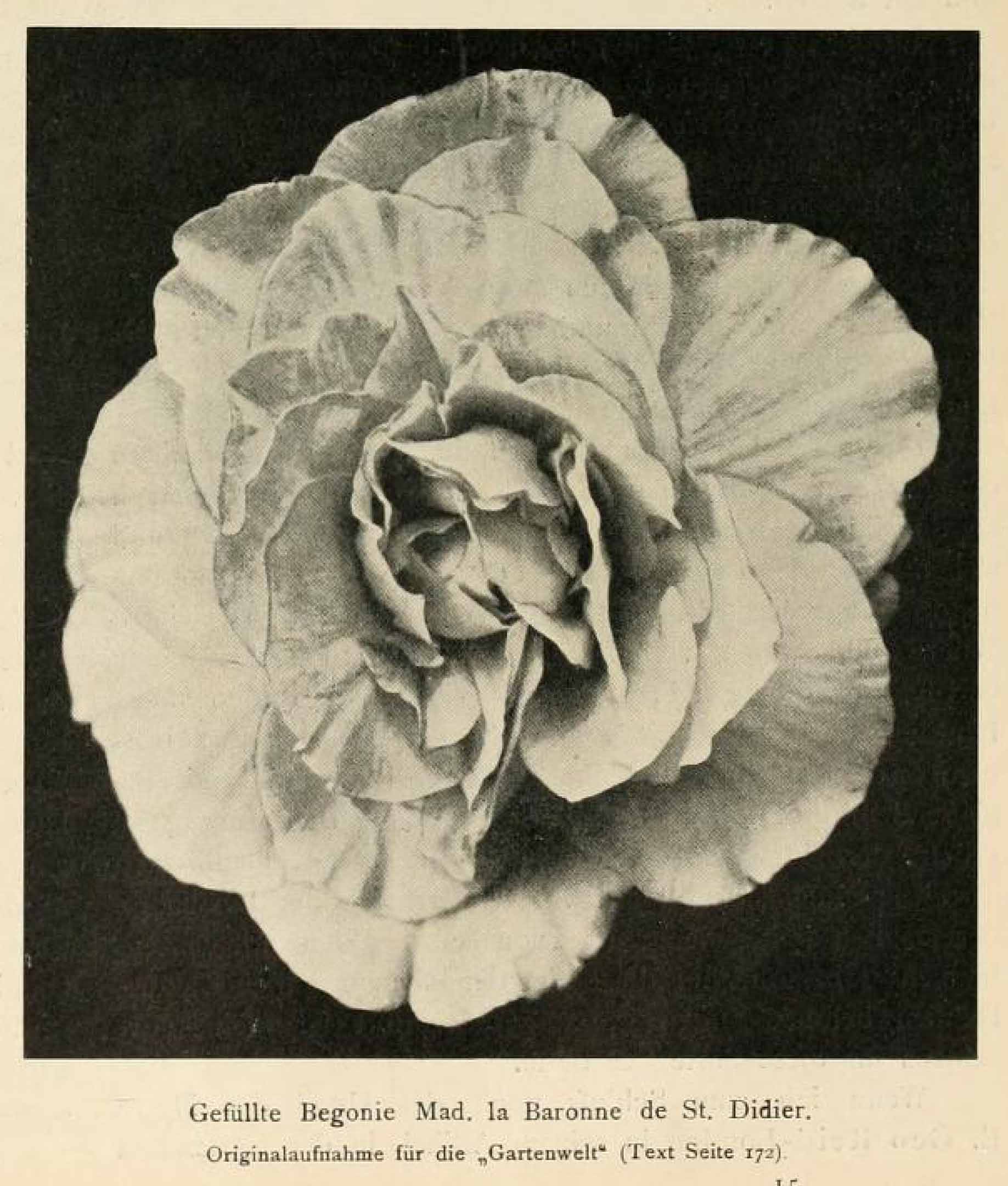 B. ‘Mme. La Baronne de St. Didier’